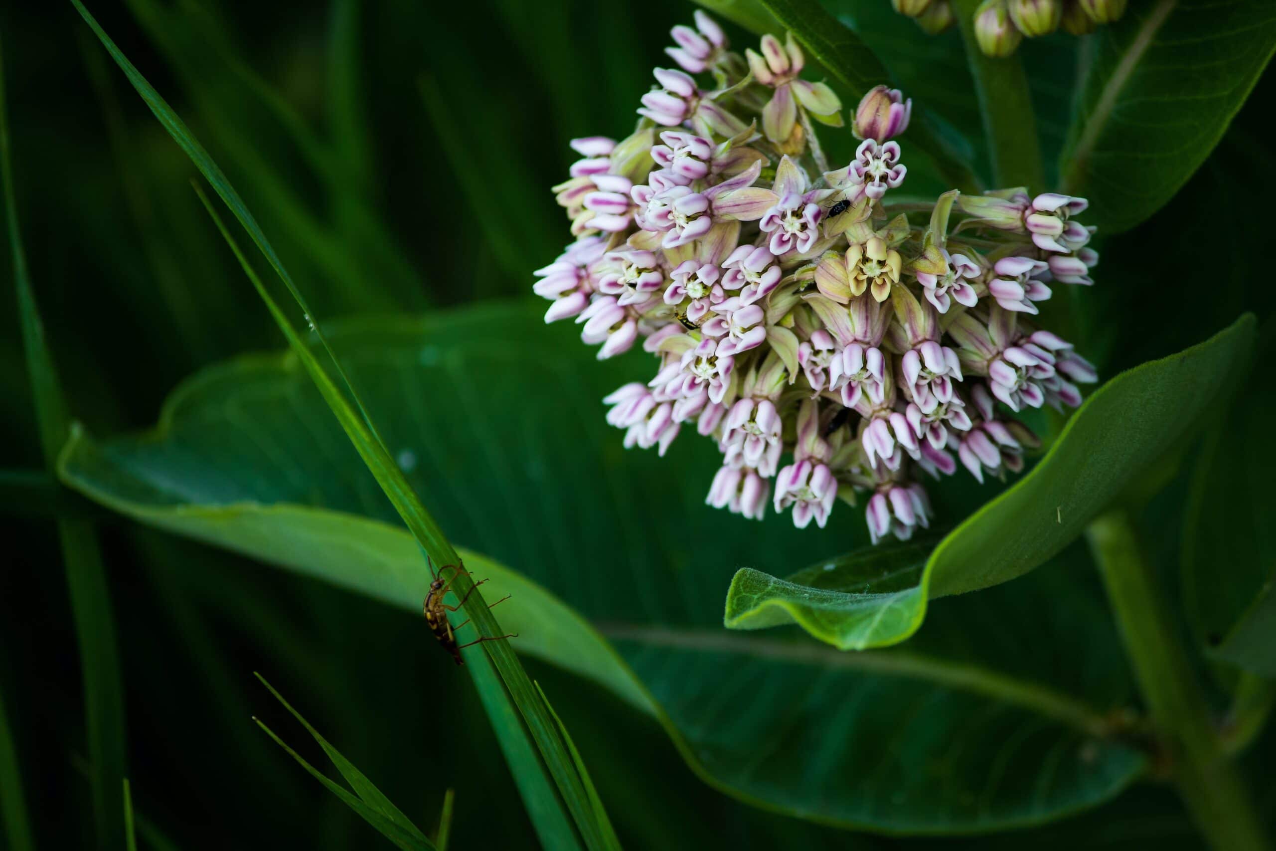 A plant called milkweed with violet flowers and deep green leaves